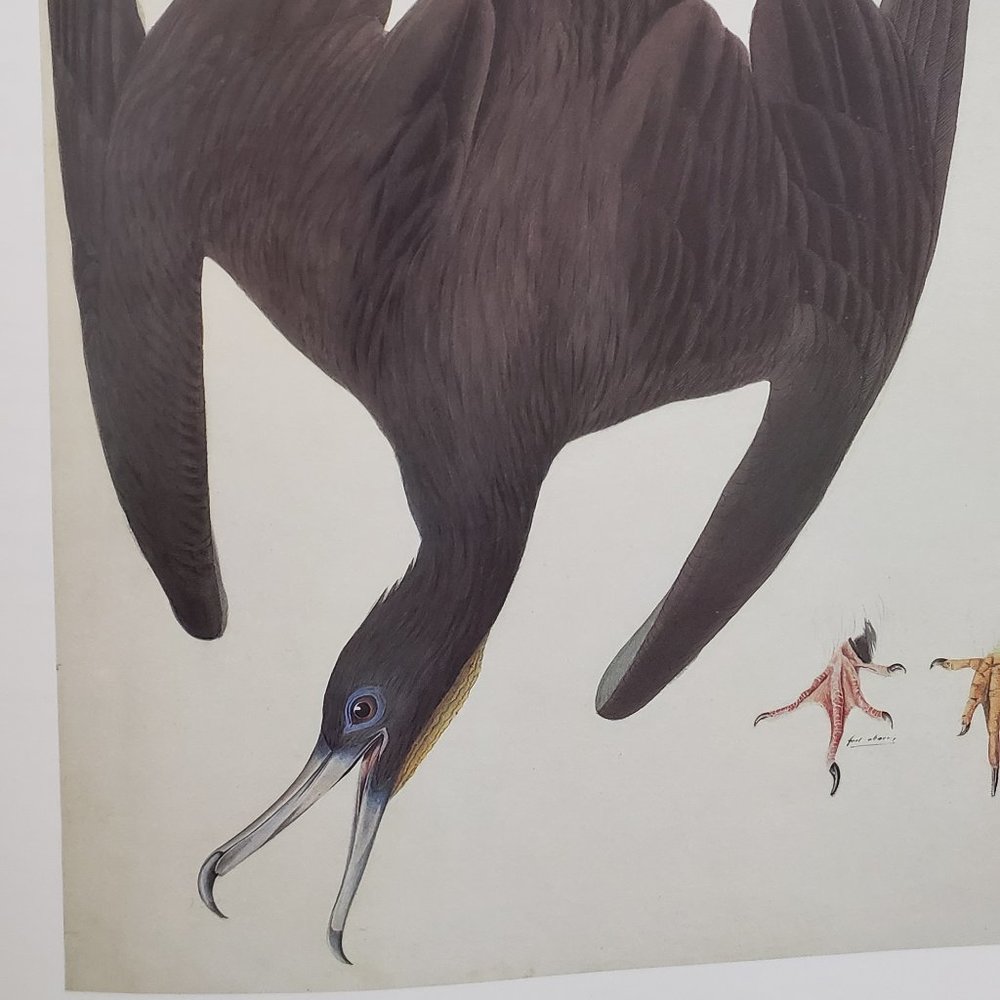 Magnificent Frigatebird by J. J. Audubon